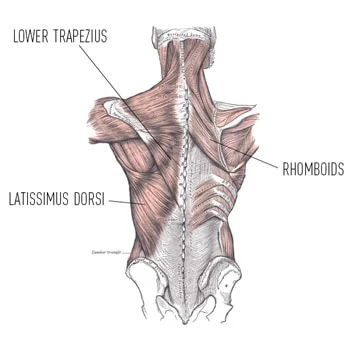 Back Muscles